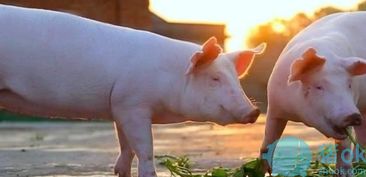 畜禽糞污機械處理，綠色養殖節本增效