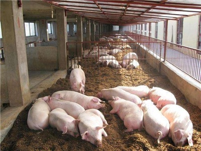 農村畜禽養殖規范管理 三類禁養畜禽詳解及違規后果