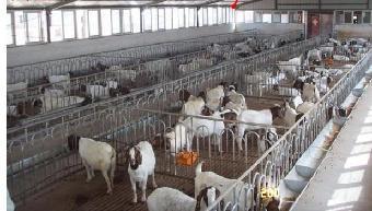 山東泰安 規?；B殖賦能，山羊產業煥發新活力